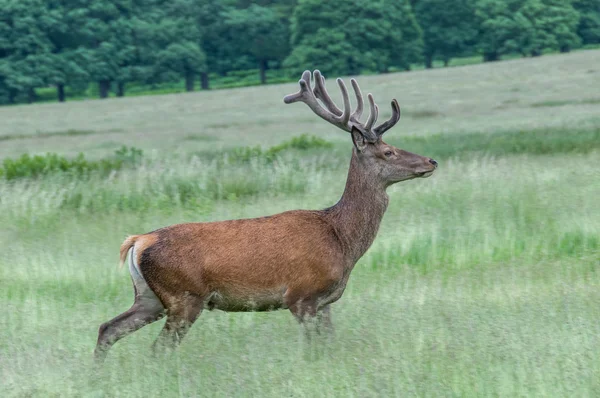 Il cervo corre in un parco — Foto Stock