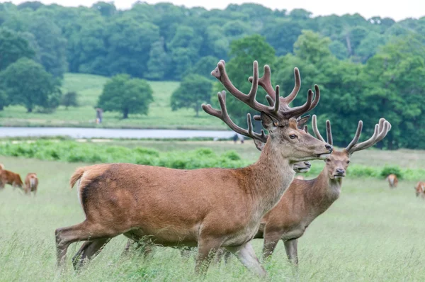 Deer's running in a park — Stock Photo, Image