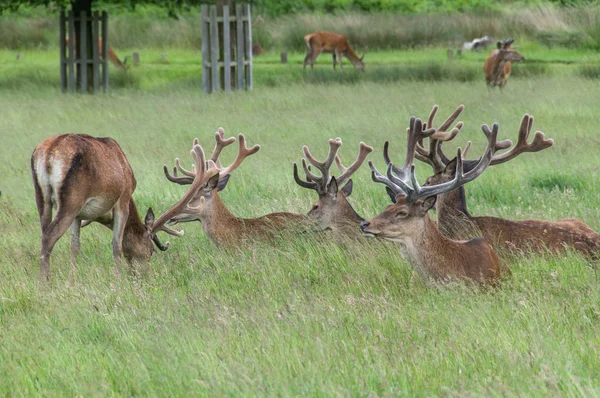 Groupe de cerfs assis dans l'herbe — Photo