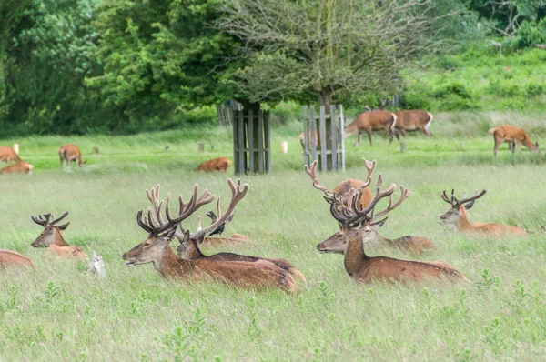 Group of deer's sitting in grass — Stock Photo, Image