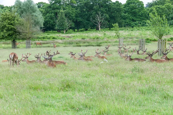 Groep van herten de vergadering in gras — Stockfoto