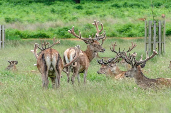 Groupe de cerfs debout et assis dans un parc — Photo