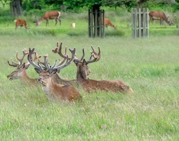 Grupo de ciervos de pie y sentado en un parque — Foto de Stock