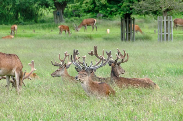 Grupp av rådjur stående och sittande i en park — Stockfoto