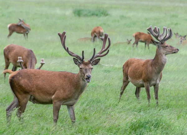 Group of deer 's in grass — стоковое фото
