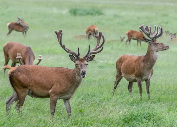 Groupe de cerfs dans l'herbe — Photo