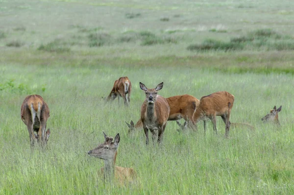 Gruppo di cervi in erba — Foto Stock