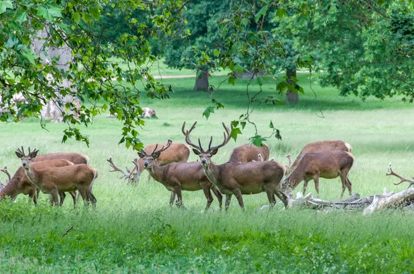 Groep van herten in bomen — Stockfoto