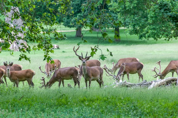 Groep van herten in bomen — Stockfoto