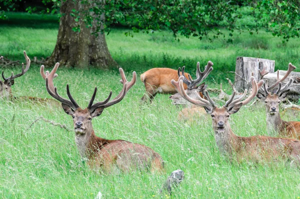 Gruppo di cervi seduti sugli alberi — Foto Stock