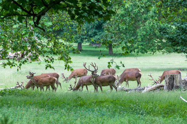 Groep van herten in bomen — Stockfoto