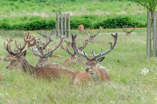 Groep van herten de vergadering in een park — Stockfoto