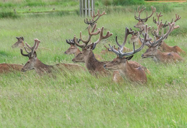 Groep van herten de vergadering in een park — Stockfoto