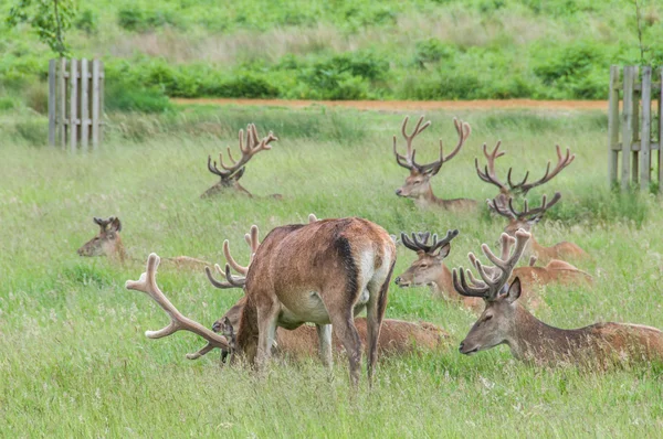 Grupp av rådjur stående och sittande i en park — Stockfoto