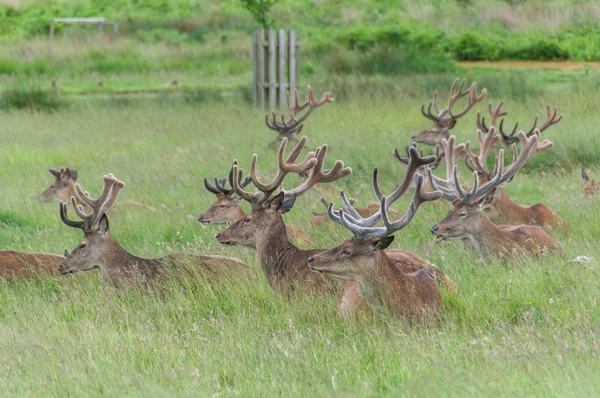 Grupa siedzi w parku stały jelenia — Zdjęcie stockowe