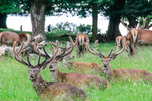 Grupo de cervos sentados em árvores — Fotografia de Stock