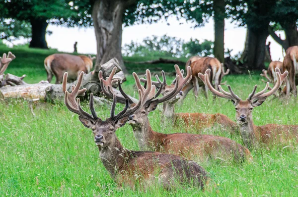 Grupo de ciervos sentados en los árboles — Foto de Stock