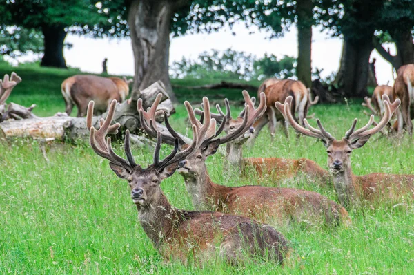 Group of deer 's sitting in trees — стоковое фото