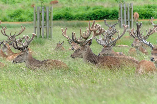 Grupp av Hjorts sitter i en park — Stockfoto