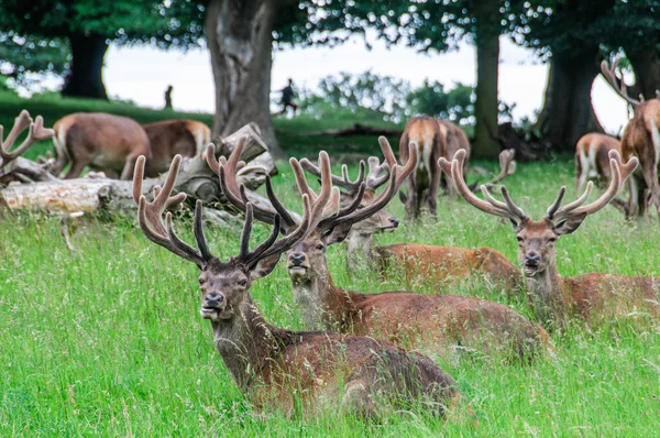 Group of deer 's sitting in trees — стоковое фото