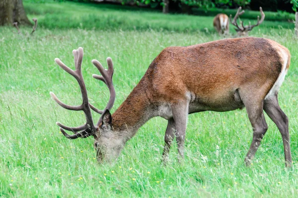 Cervo che cammina e mangia erba — Foto Stock