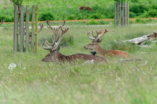 Two deer 's and a crow — стоковое фото