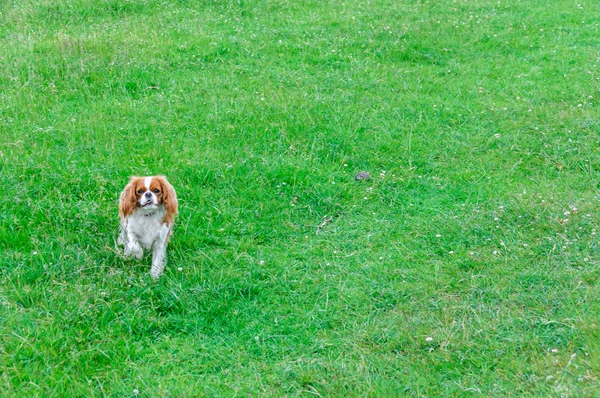 Chiot jouer dans un parc — Photo