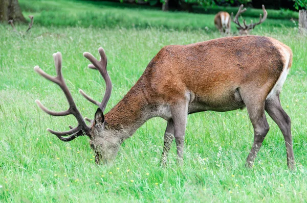 Hjortar gå och äta gräs — Stockfoto