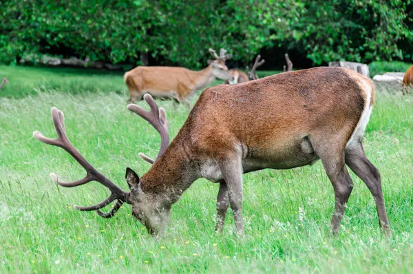 Hjortar gå och äta gräs — Stockfoto