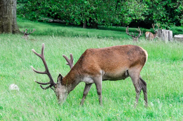 Deer walking and eating grass — Stock Photo, Image