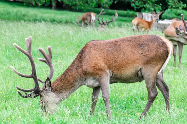 Hjortar gå och äta gräs — Stockfoto