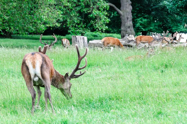 Herten lopen en eten van gras — Stockfoto