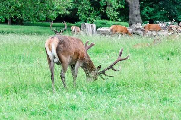 Hjortar gå och äta gräs — Stockfoto