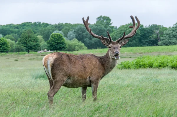 Deer standing in a park and looking — Stock Photo, Image