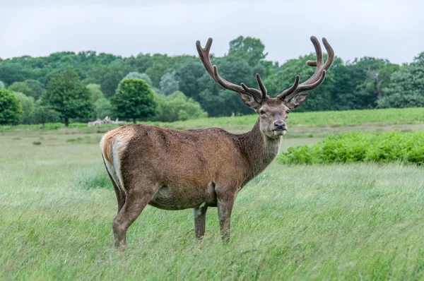 Deer standing in a park and looking — Stock Photo, Image