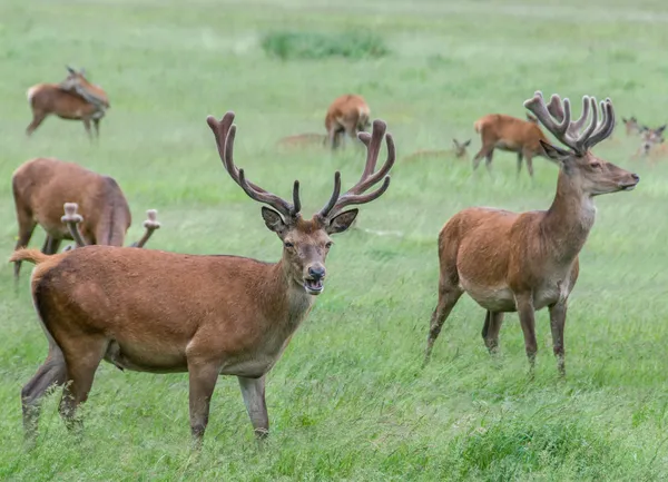 Skupina jelenů v trávě Stock Fotografie