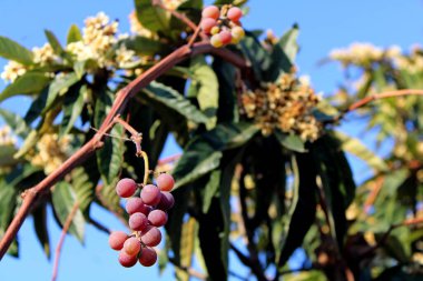 Olgun üzümler çiçekli bir potada.