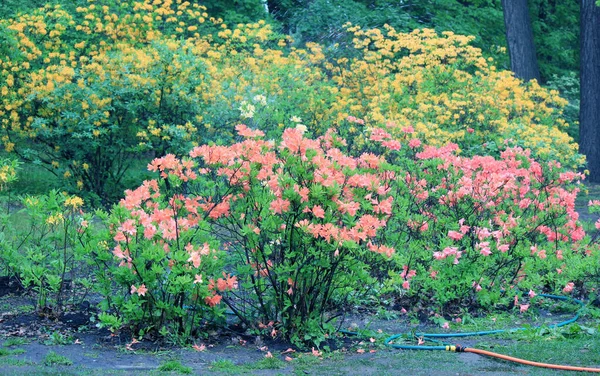 Immergrünes Wachstum Rhododendron Während Der Blütezeit — Stockfoto