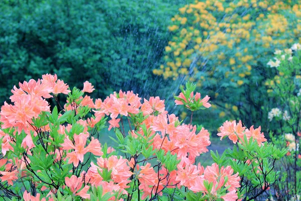 长生不老的杜鹃 开花期 — 图库照片