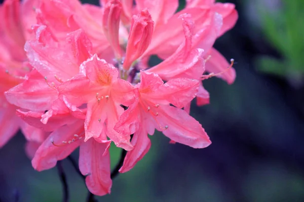 Evergreen Growth Rhododendron Flowering Period — Stock Photo, Image