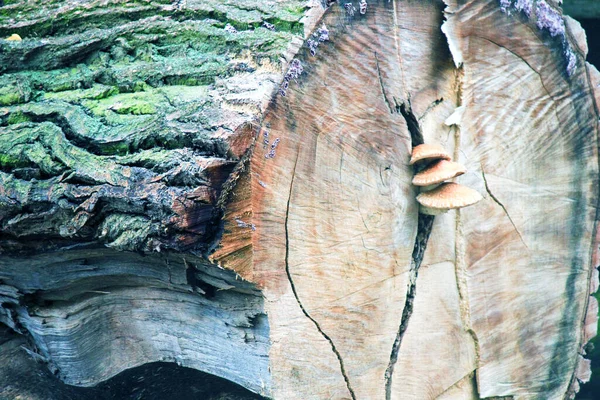 野菇生长在其上的一棵大树上的一片叶子 — 图库照片