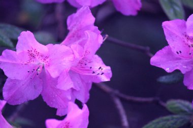 botanik bahçesinde mor rhododendron