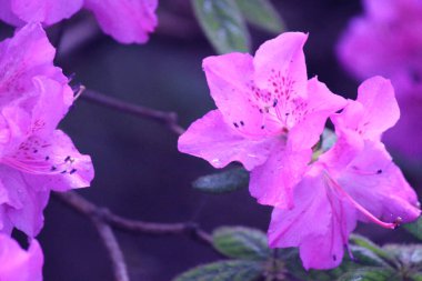 botanik bahçesinde mor rhododendron