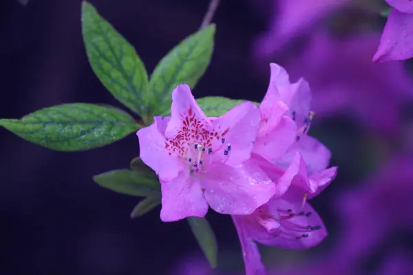 Purple Rhododendron Botanical Garden — Stock Photo, Image