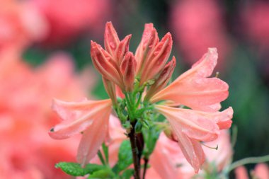 Evergreen büyümesi - rhododendron, çiçeklenme döneminde.