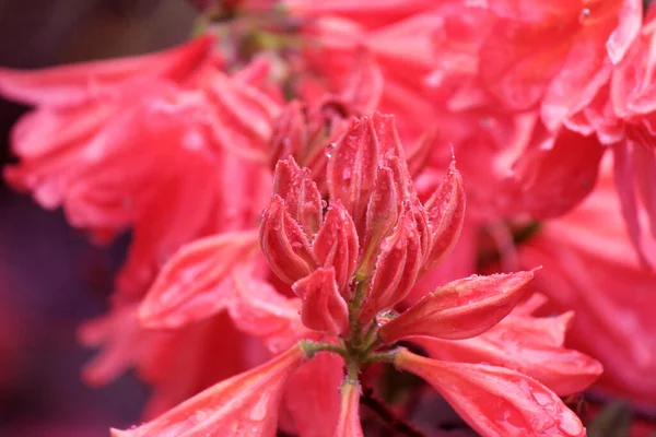 Croissance Feuilles Persistantes Rhododendron Pendant Période Floraison — Photo