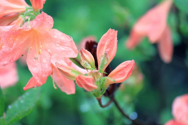 Crecimiento Hoja Perenne Rododendro Durante Período Floración — Foto de Stock