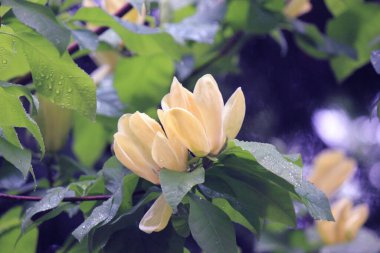 Botanik bahçesinde akşam vakti hafif yağmur altında sarı manolyalar..