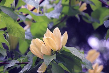 Botanik bahçesinde akşam vakti hafif yağmur altında sarı manolyalar..