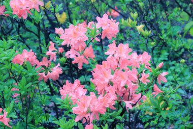 Evergreen büyümesi - rhododendron, çiçeklenme döneminde.